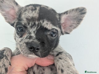 Chihuahua dogs Stunning merle Chihuahua puppies - Advert 13