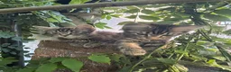British Longhair cats for sale: Beautiful longhair tabby kittens - Advert 5