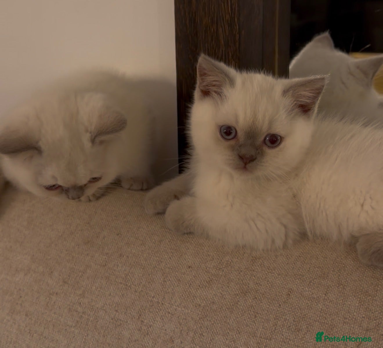 British Shorthair cats READY TO GO Pure bred British shorthair kittens - Advert 1