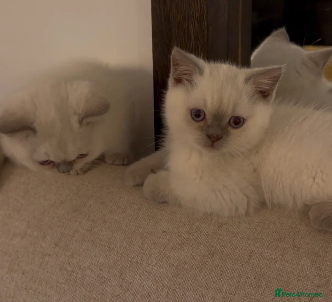 British Shorthair cats for sale: READY TO GO Pure bred British shorthair kittens - Advert 1