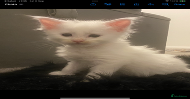 Maine Coon cats - Advert 1