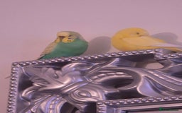 Budgerigars birds for sale: 2 Budgies green and yellow with cage for £45 - Image 1