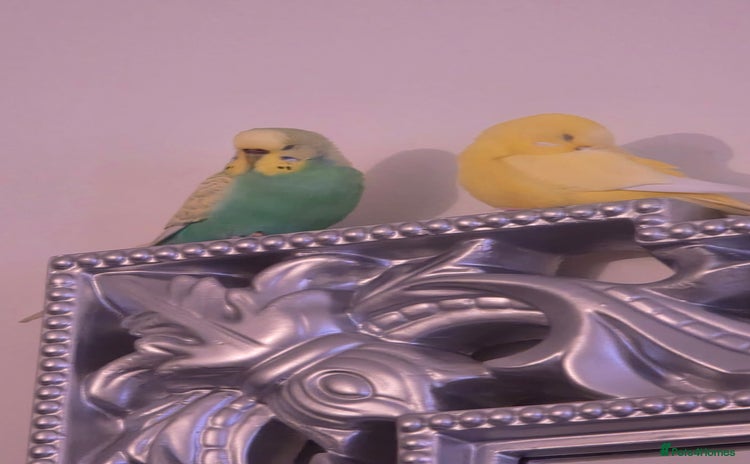 Budgerigars birds - Advert 1
