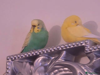 Budgerigars birds - Advert 16