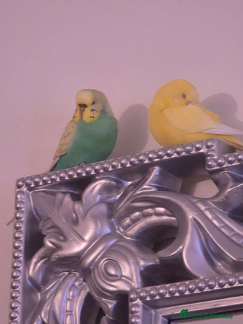 Budgerigars birds - Advert 3