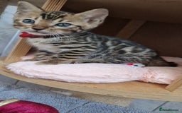 Bengal cats for sale: Pure Bengal kittens ❤️  - Image 4