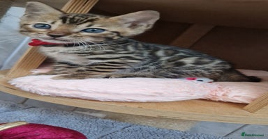 Bengal cats - Advert 2