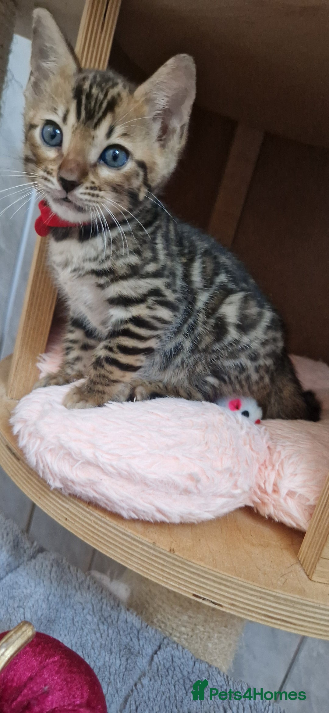 Bengal cats for sale: Pure Bengal kittens ❤️  - Image 4