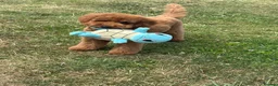 Toy Poodle dogs for stud: STUD only - Advert 3
