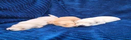 Miniature Dachshund dogs for sale: ⭐KC Clear Cream Long-Haired Miniature Dachshunds⭐ - Advert 6