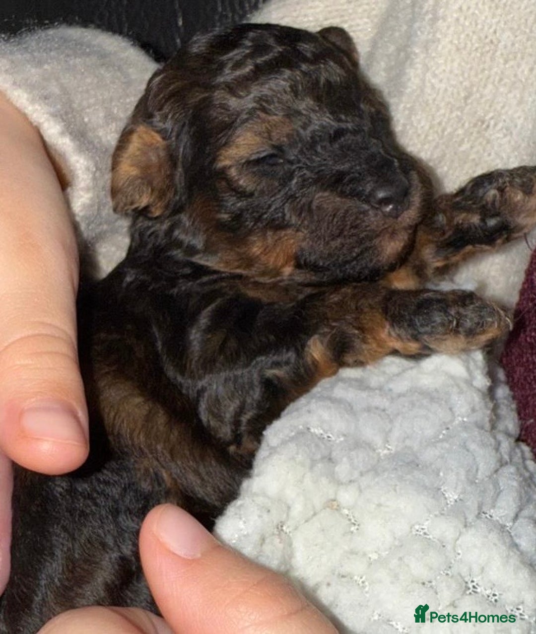 Toy Poodle dogs for sale: KC registered sable toy poodles  - Advert 12