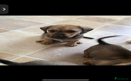 Mixed Breed dogs for sale: DACHSHUND PUPS READY TO GO  - Image 2