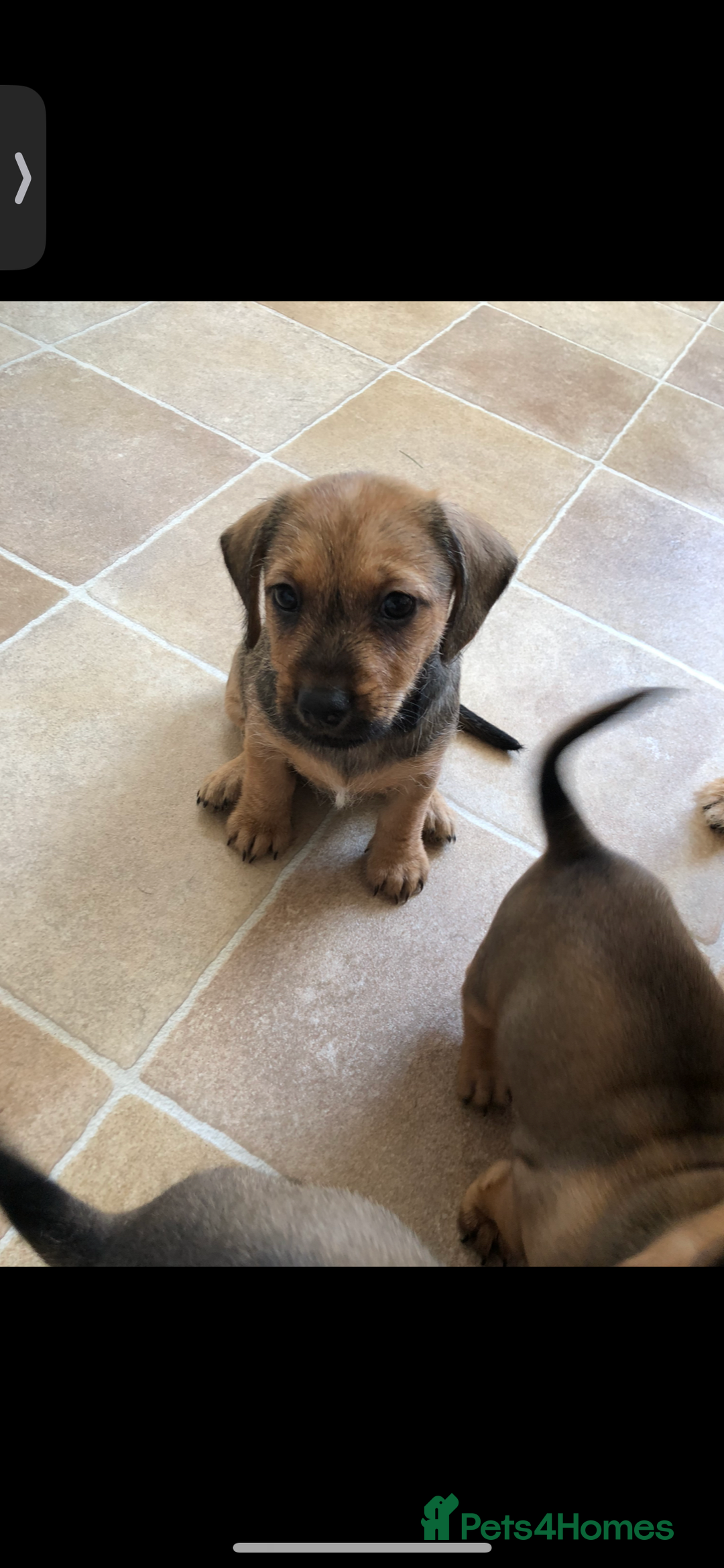Mixed Breed dogs for sale: DACHSHUND PUPS READY TO GO  - Image 2
