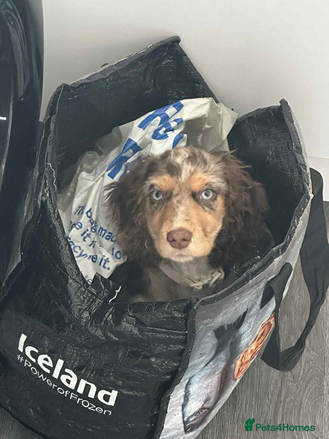 Cocker Spaniel dogs for sale: Cocker spaniel puppy  - Image 7