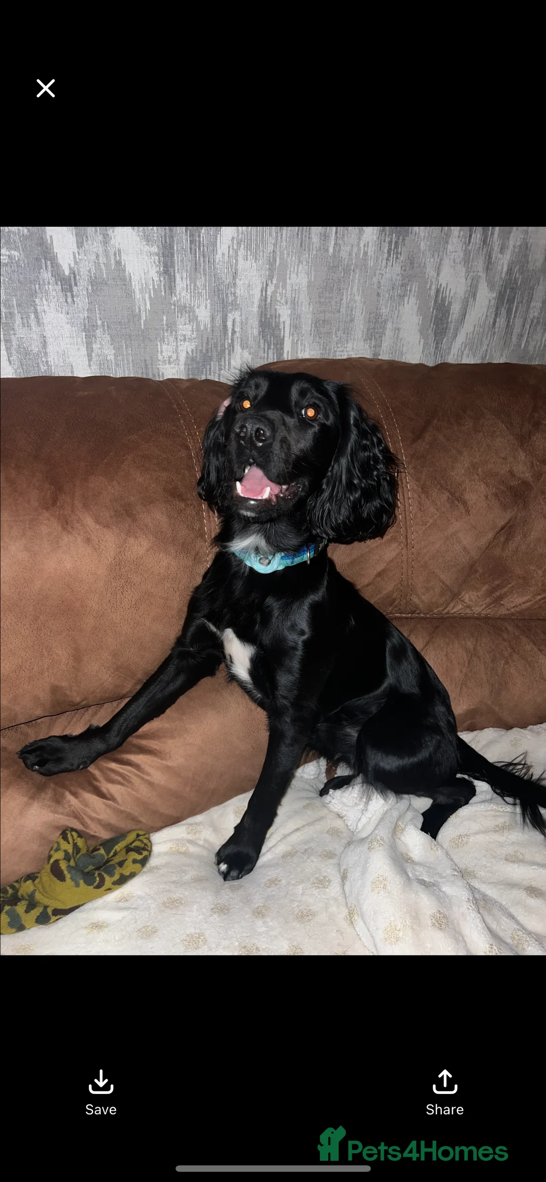 Sprocker dogs for stud: Arlo 2.5 years  in Wirral - Advert 9