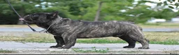 French Bulldog dogs for stud: International Champion French Bulldog at Stud - Advert 7