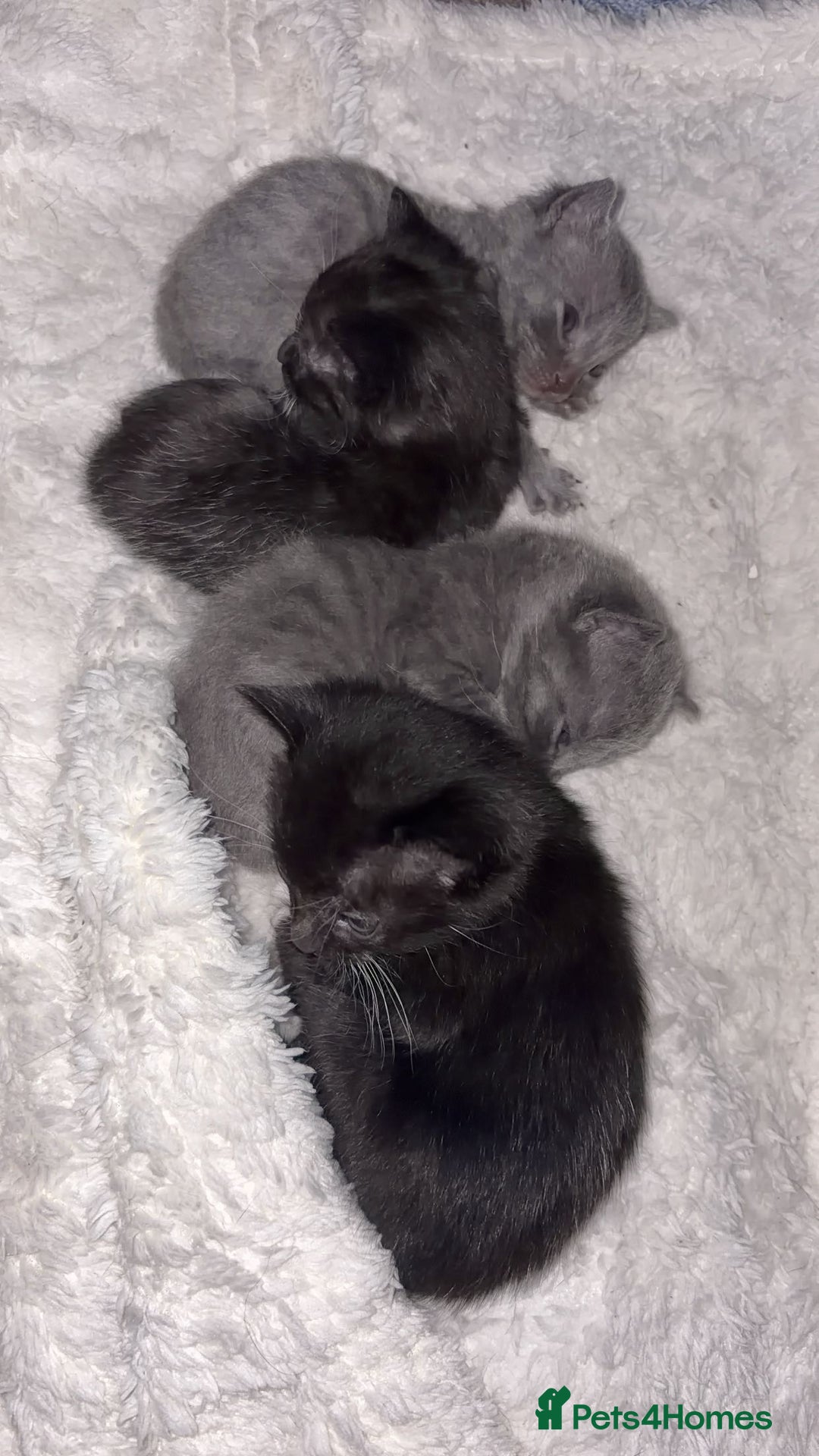 Khao Manee cats for sale: 4 mixed khao manee kittens  - Advert 13