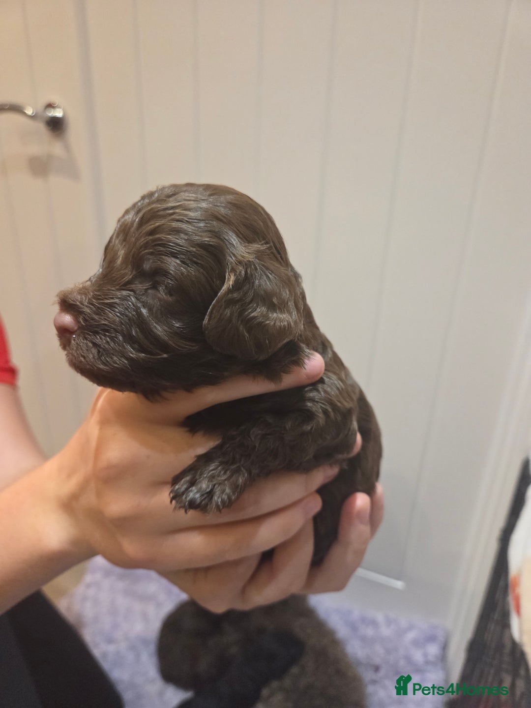 Cockapoo dogs for sale: Cockapoo  - Image 8