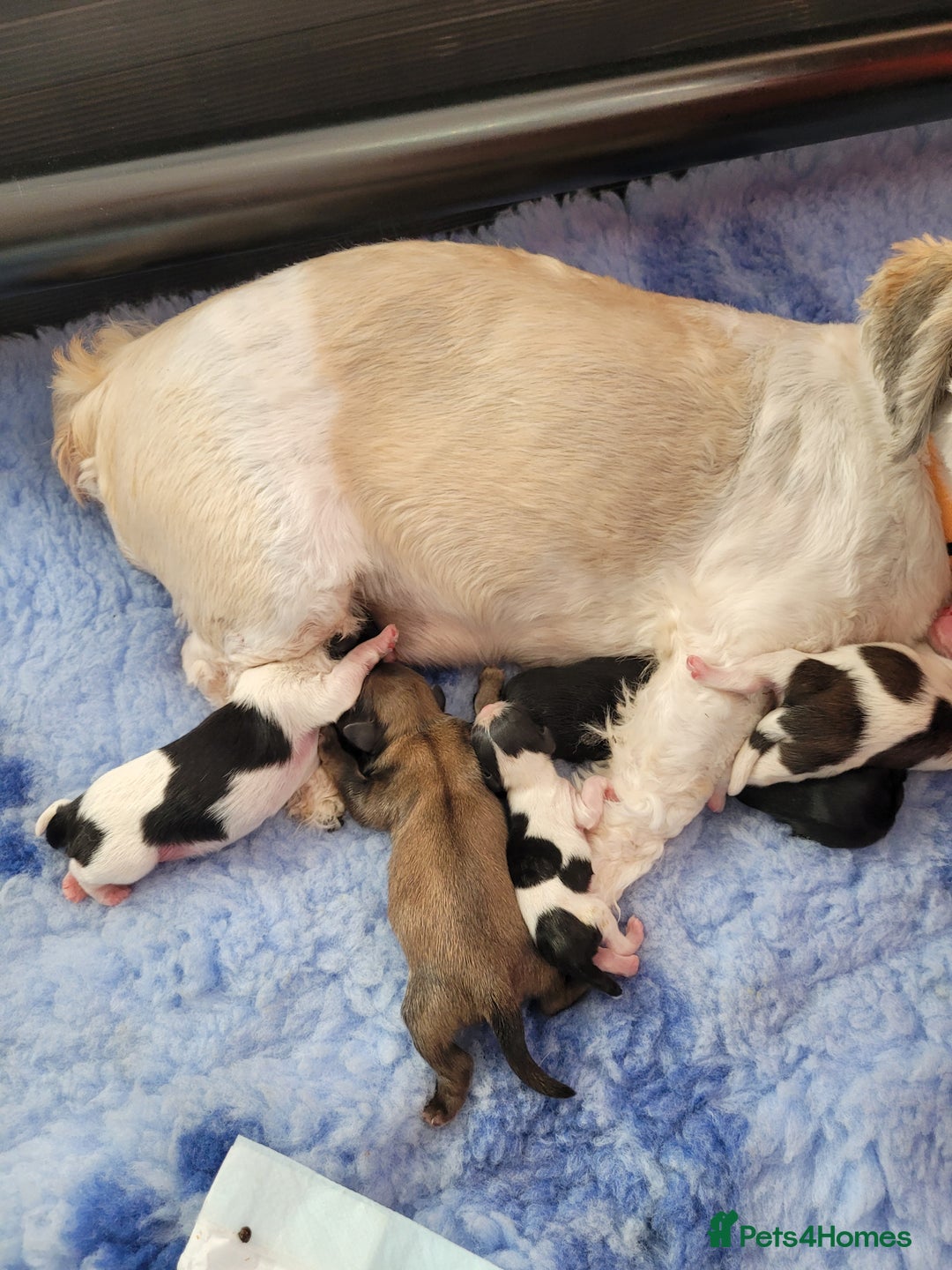 Shih Tzu dogs for sale: Beautiful Shih Tzu Puppies - Image 3