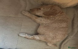 Labradoodle dogs for sale: Miniature labradoodle hypoallergenic  - Image 3