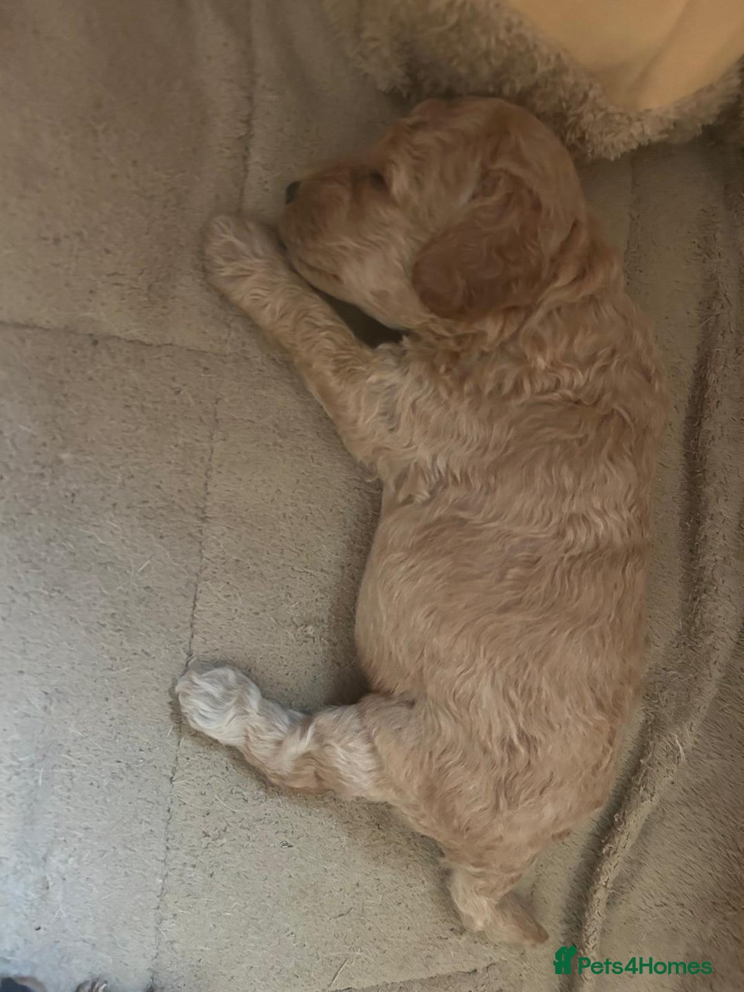 Labradoodle dogs for sale: Miniature labradoodle hypoallergenic  - Image 3