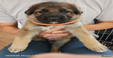 German Shepherd dogs - Advert 2