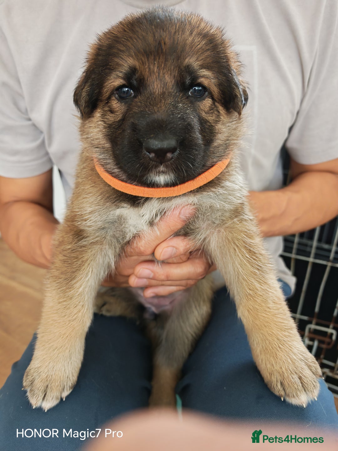 German Shepherd dogs for sale: German Shepherd puppies - Image 2
