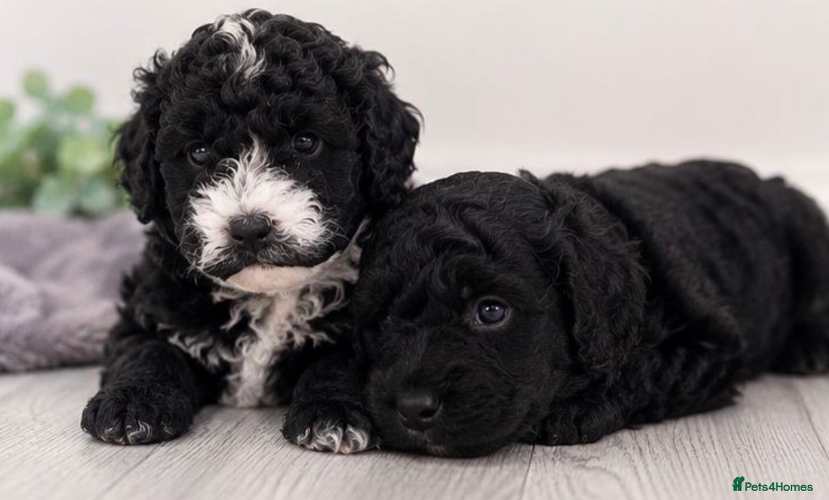 Cavapoochon dogs Exceptional Cavapoochon Boys – Elite Home-Bred - Advert 1