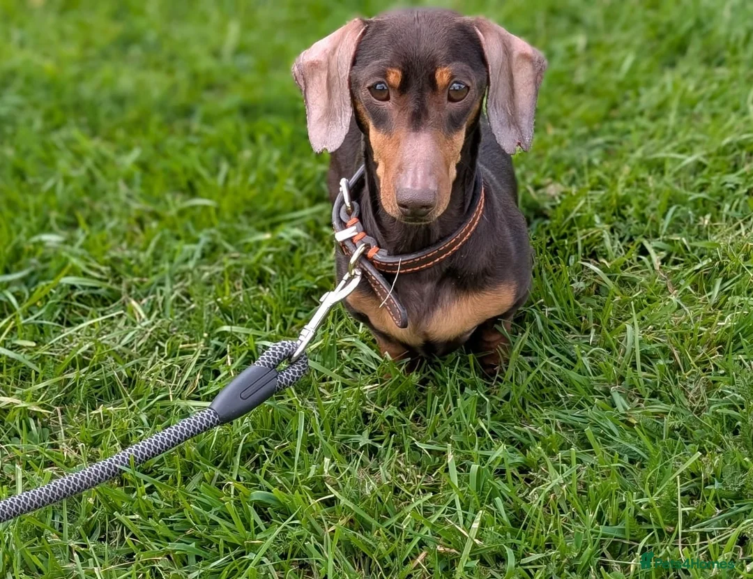 Miniature Dachshund dogs for sale: 3 year old mini dachshund for sale - Advert 3