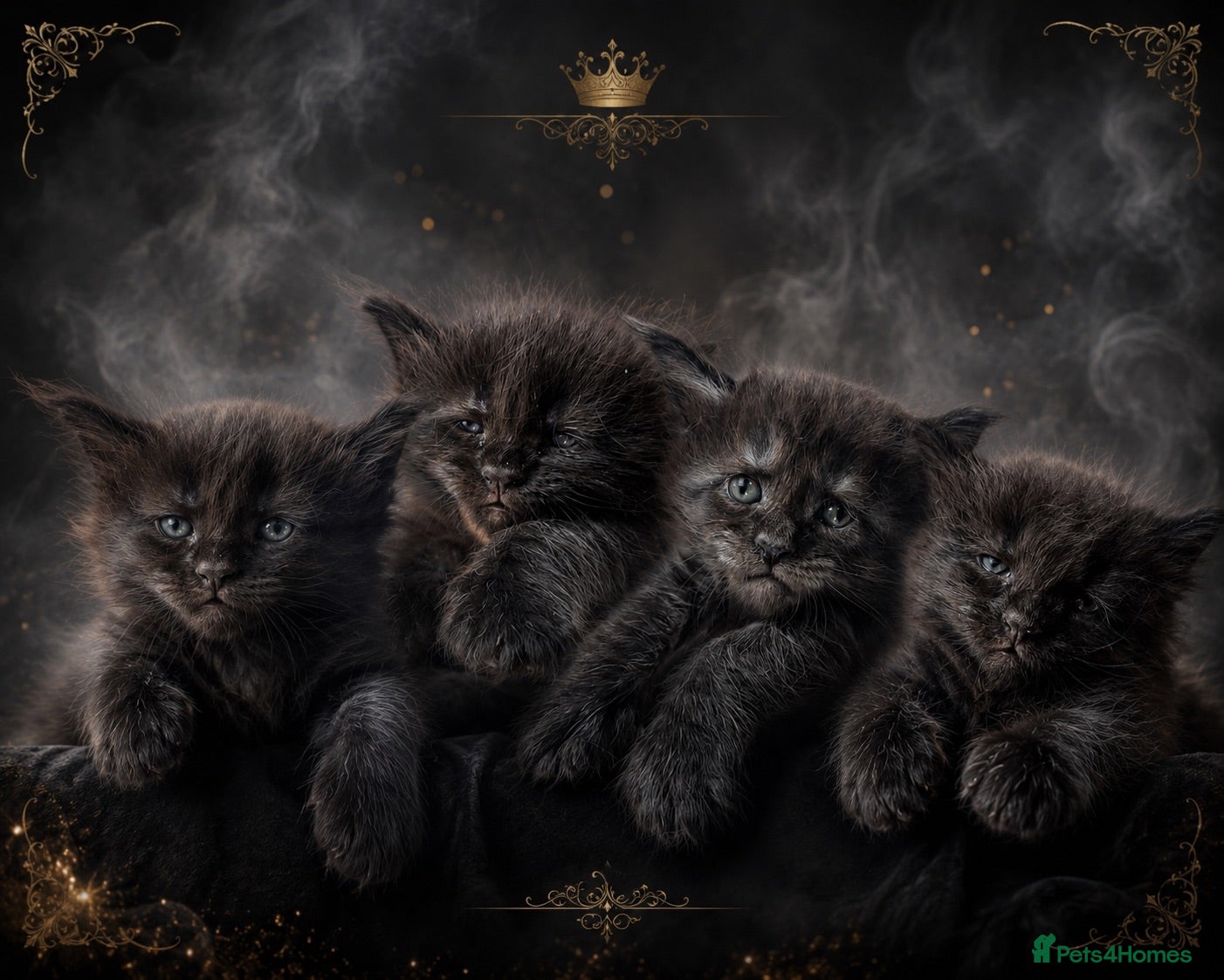 Maine Coon cats XXL RUSSIAN MAINE COON KITTENS - Advert 1