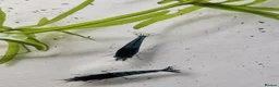 Shrimps fish for sale: Blue Velvet Cherry Shrimp – Live Blue Neocaridina  - Advert 3