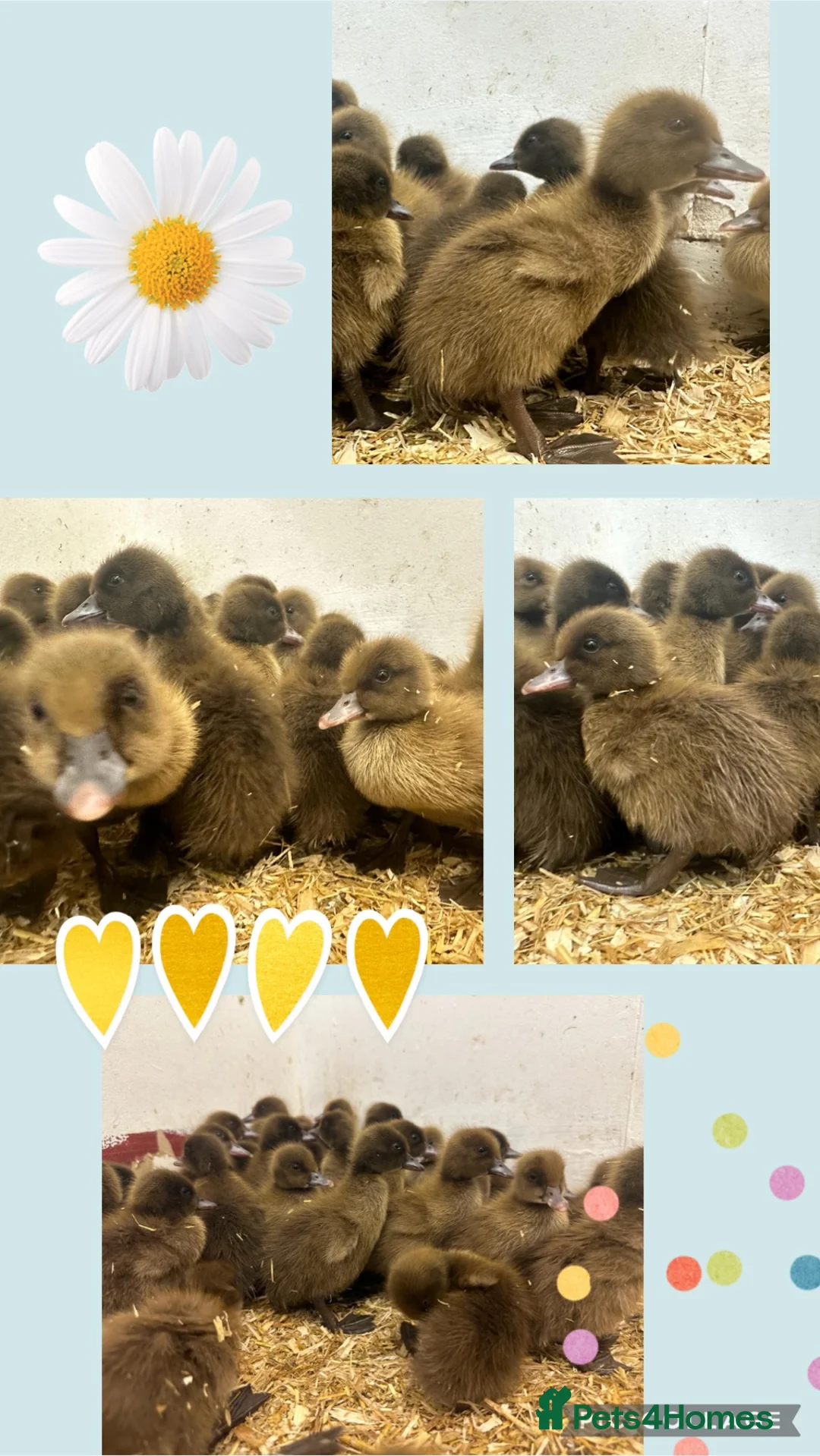 Chickens poultry for sale: Chickens Point of lay hens - Advert 22