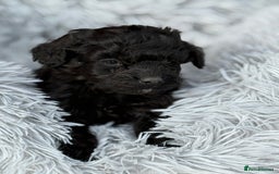 Cockapoo dogs for sale: Adorable Toy Cockapoos-Health Tested - Image 4