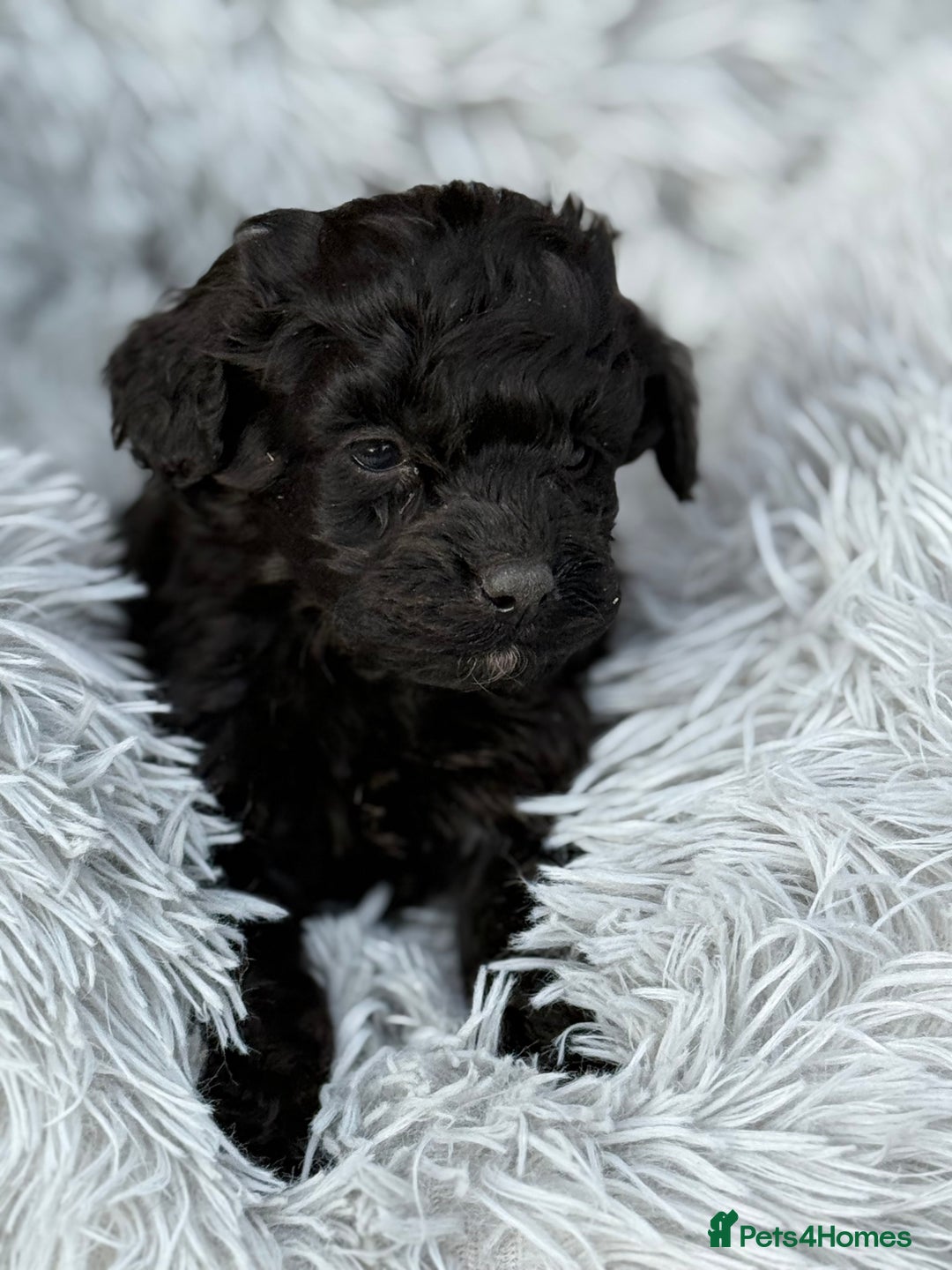 Cockapoo dogs for sale: Adorable Toy Cockapoos-Health Tested - Image 4