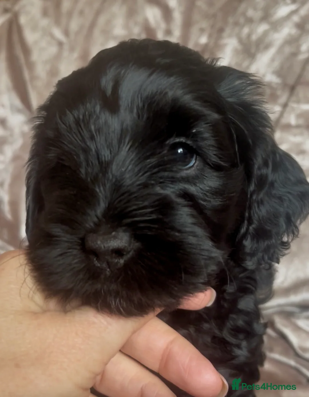 Cockapoo dogs for sale: Cockapoo male puppies  - Advert 1