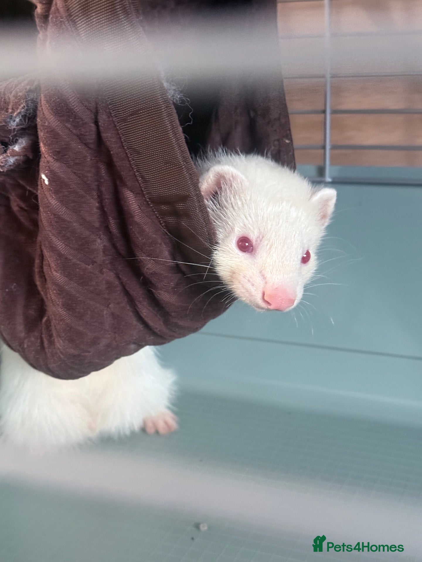 Ferret rodents 8 week baby ferrets - Advert 2
