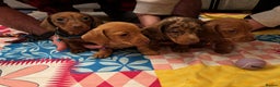 Miniature Dachshund dogs for sale: Full of fun Miniature Dachshunds  - Advert 3
