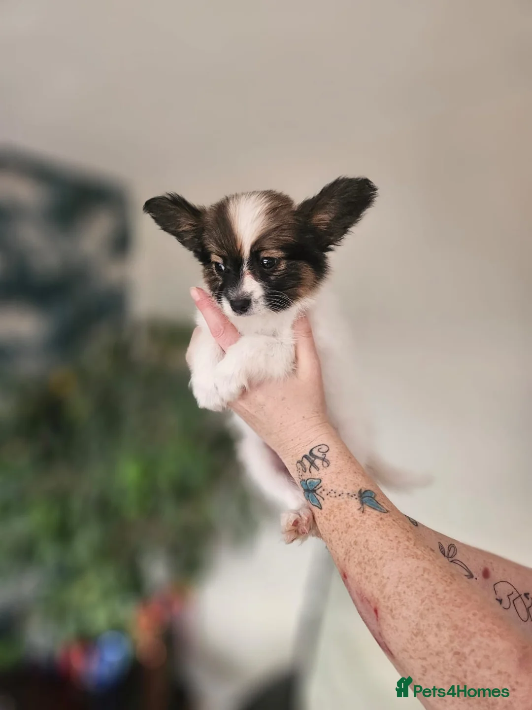 Papillon dogs for sale: Papillon puppy girls - Advert 6