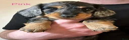 Miniature Dachshund dogs for sale: ✨KC Long Haired Miniature Dachshund Puppies  ✨ - Advert 5