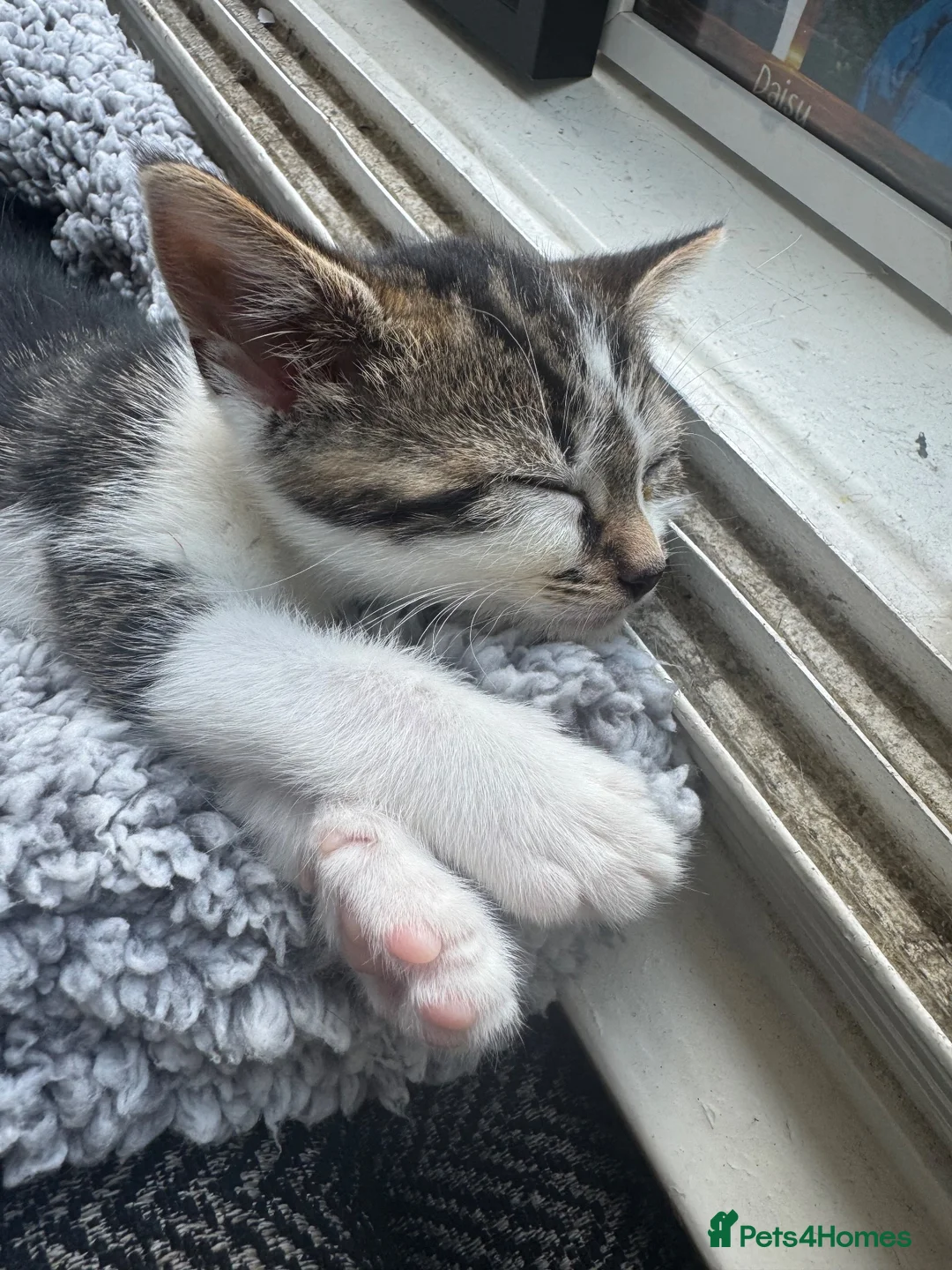 Mixed Breed cats for sale: Kitten  - Advert 3