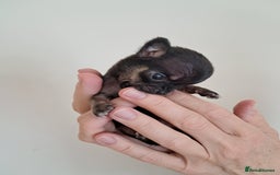 Chihuahua dogs for sale: SMALLEST on the market KC reg chihuahua girls - Image 11