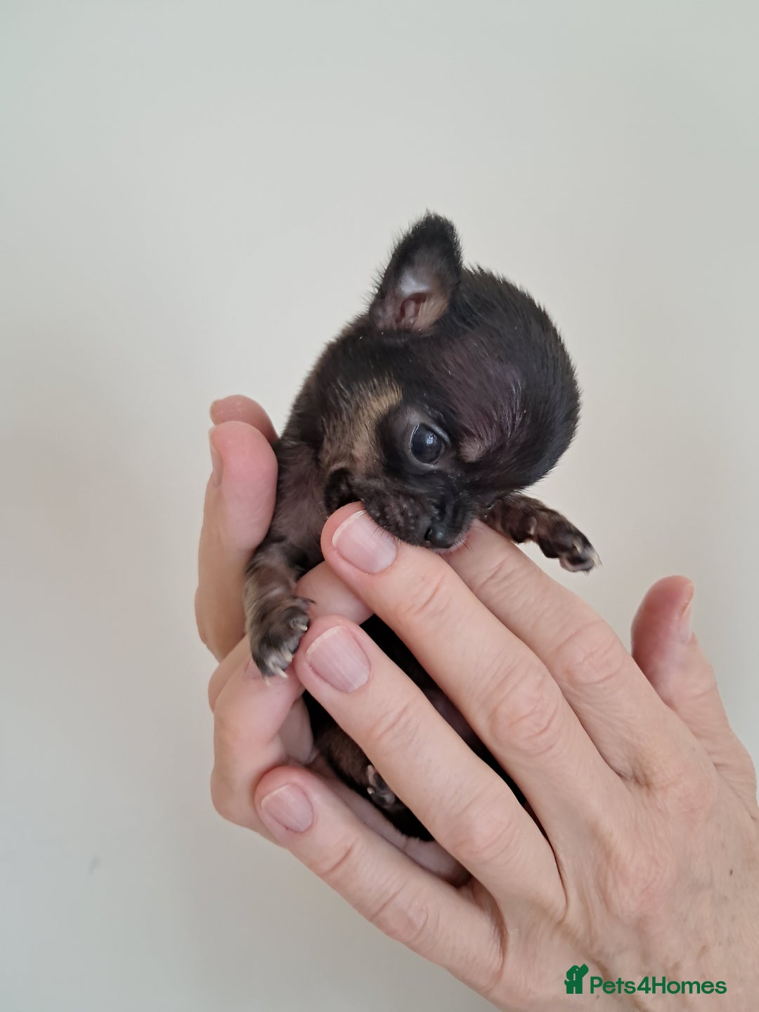 Chihuahua dogs for sale: SMALLEST on the market KC reg chihuahua girls - Image 11