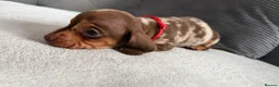 Miniature Dachshund dogs for sale: READY NOW Tiny MALES KC reg mini dachshunds  - Advert 6