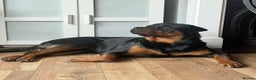 Rottweiler dogs for sale: Purebred Rottweiler Puppy – Ready for Loving Home - Advert 8
