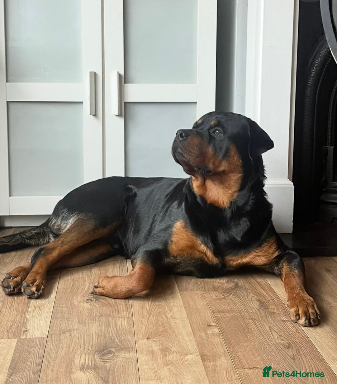 Rottweiler dogs for sale: Purebred Rottweiler Puppy – Ready for Loving Home - Advert 8