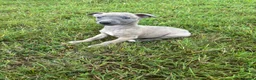 Whippet dogs for sale: Beautiful kc registered puppies - Advert 4