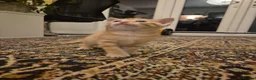 British Shorthair cats for sale: Beautiful kittens - Advert 12