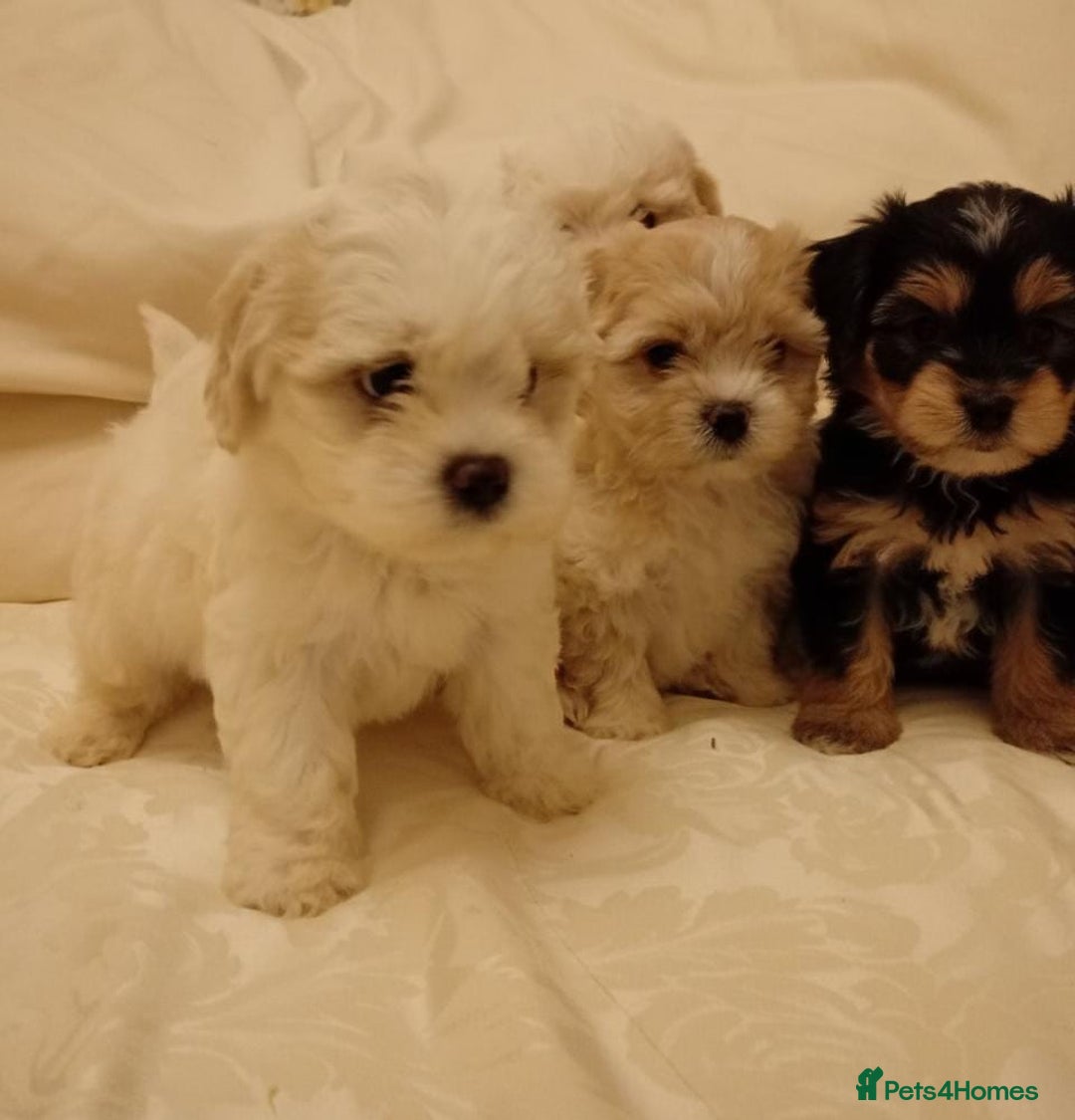 Maltipoo dogs for sale: Maltipoo puppies  - Advert 1