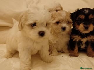 Maltipoo dogs Maltipoo puppies - Advert 1