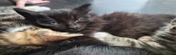 Mixed Breed cats for sale: Kitten  in Oldbury - Advert 5
